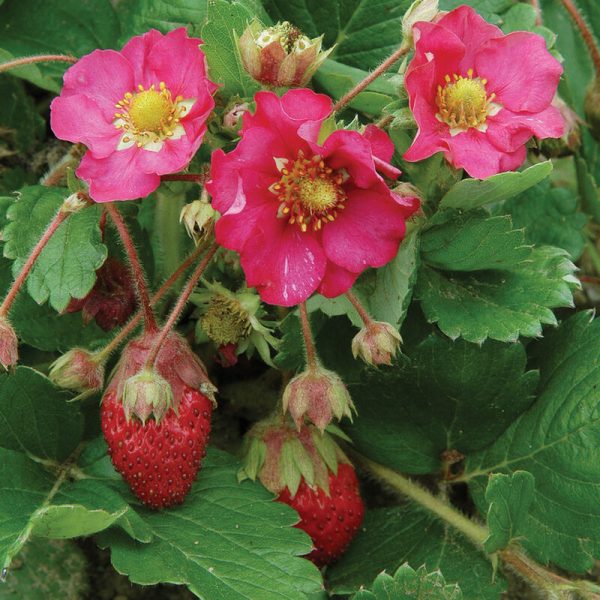 Tarpan Strawberry Seeds