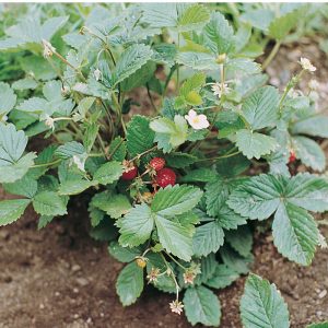 Alexandria Strawberry Seeds