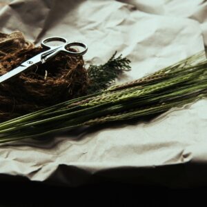 stainless steel scissors on green wheat grass